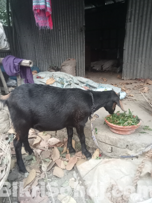 ছাগল